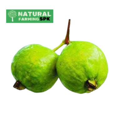 SPK পেয়ারা