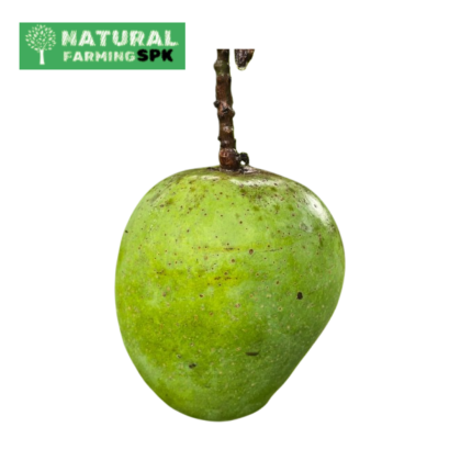 প্রাকৃতিক হিমসাগর আম