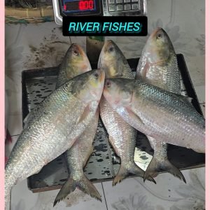 Natural Farming SPK Fish