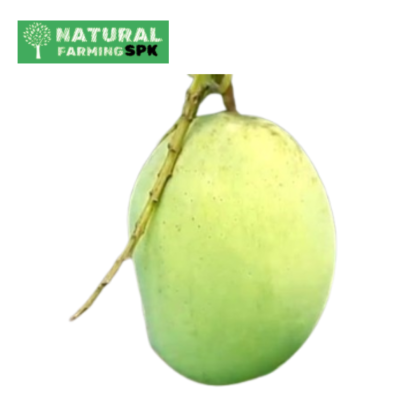 ল্যাংড়া আম