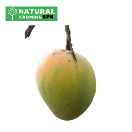 হাড়িভাঙ্গা আম