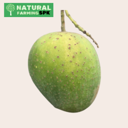 গৌরমতি আম
