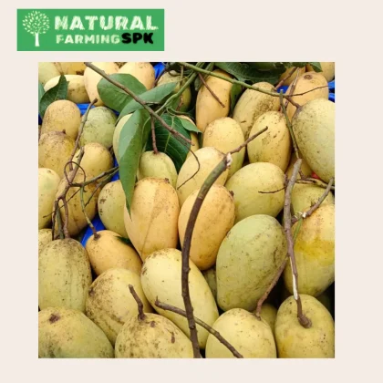 প্রিমিয়াম কাটিমন আম