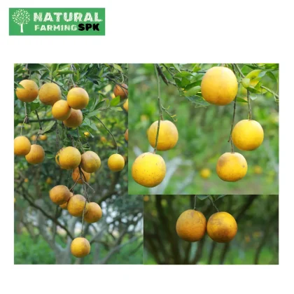 SPK Malta (মাল্টা)