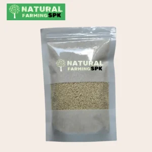 সাদা তিল