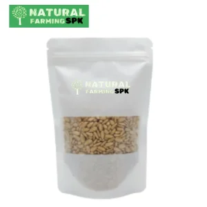 সূর্যমুখী বীজ