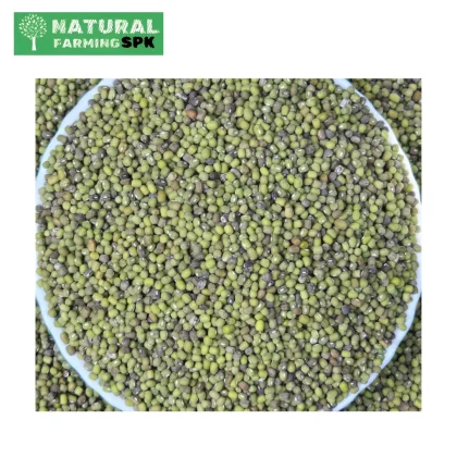 সতেজ মুগ বীজ অঙ্কুরিত