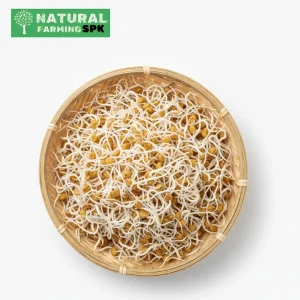 মেথি বীজ