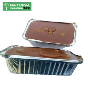 খেজুরের পাটালি গুড় (রাজশাহী)