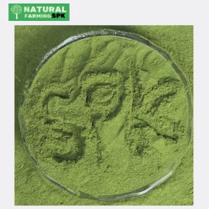 সজনে পাতা গুঁড়া