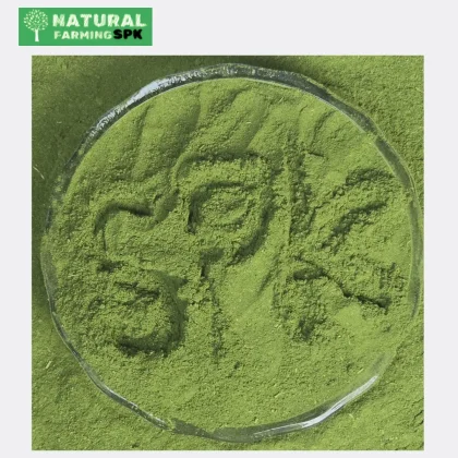 সজনে পাতা গুঁড়া