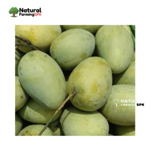সুরমা ফজলি আম 20kg